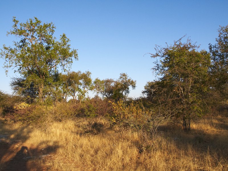 Mokuti